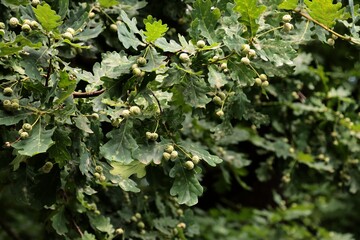 oak tree and growing small acorns at spring