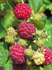  close-up of ripening organic raspberry branch in the garden at summer day,vertical composition