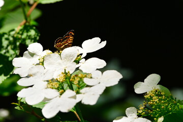 ヤブデマリと滝イメージ（新潟県）