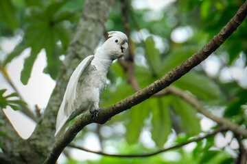 Sulphur-crested cockatoo (Cacatua galerita) in a tree