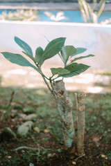 Small tree grown from a cutting, rooted directly in the soil, showcasing simple propagation