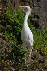cattle egret (Bubulcus ibis) in its stunning breeding plumage
