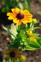 黄色い花のクローズアップ