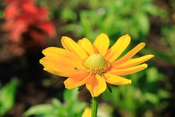 黄色い花のクローズアップ