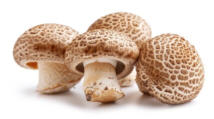 Shiitake Mushrooms. Fresh Brown Edible Fungal Food Isolated on White Background