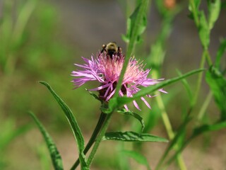 夏のアザミの花