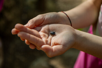 A little girl holds a small toad tadpole caught in a mountain stream in her hands. you can see her head, eyes and tail; her legs are not yet formed.