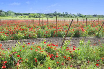 beautiful fields of poppies grown in Provence - France