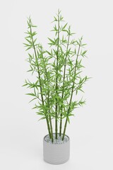 Realistic 3D Render of Bamboo Plant