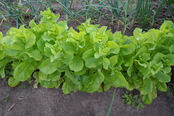 Green salad leaves in the garden, natural background.