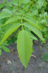 close up of green leaves