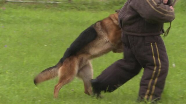 Training service dogs on a criminal. Demonstrations by police shepherds, the danger of attack.