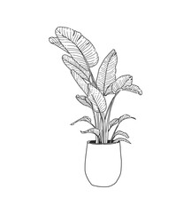 Hand drawn, Illustration Beautiful tropical plants , tropical leaves in pots. 