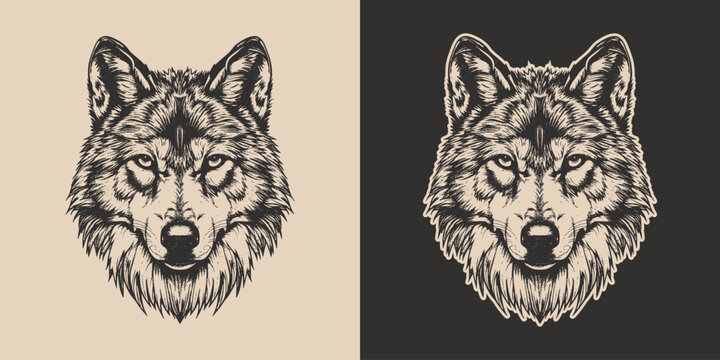 Vintage retro engraving woodcut style sketch draw paint of head face portrait wild animal wolf predator illustration