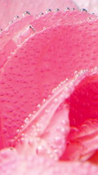 Rose bud underwater covered by tiny air bubbles, macro view. Stock footage. Floral background of a light pink rose swaying in front of a purple wall.
