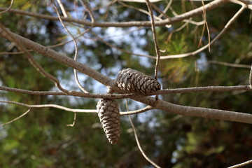Cedar cones on a tall tree in a city park.