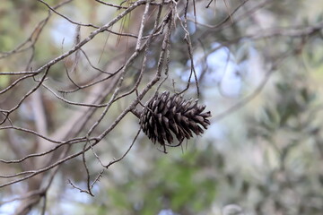 Cedar cones on a tall tree in a city park.