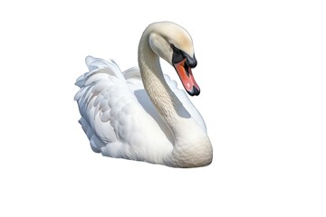 Fototapeta premium Swan (JPG 300Dpi 10800x7200)