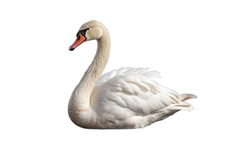 Fototapeta premium Swan (JPG 300Dpi 10800x7200)