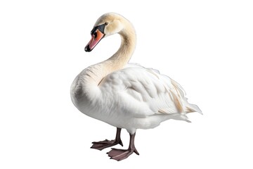 Obraz premium Swan (JPG 300Dpi 10800x7200)