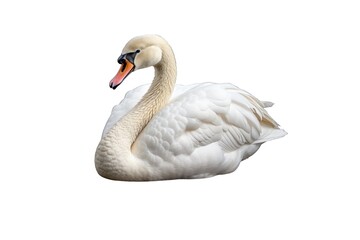 Fototapeta premium Swan (JPG 300Dpi 10800x7200)
