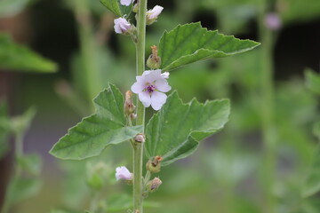 Marshmallow flower in garden. Althaea officinalis.