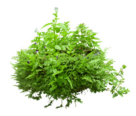 Tropical plant bush shrub white flower green tree isolated on white background. This has clipping path.