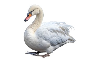 Swan (JPG 300Dpi 10800x7200)