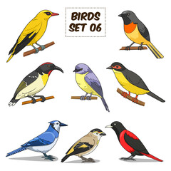 Bird set cartoon colorful PNG illustration. Educational material