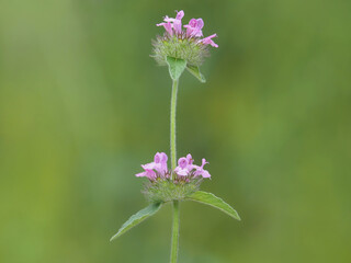 The wild basil plant with pink flowers, Clinopodium vulgare
