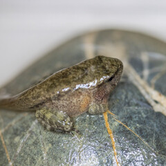A small toad tadpole, on a stone, has almost completed its metamorphosis: you can see the head,...