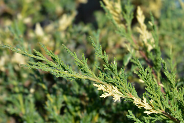 Juniper White Splash branch