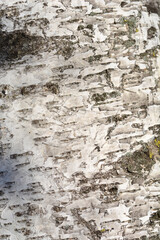 Pubescent birch bark detail