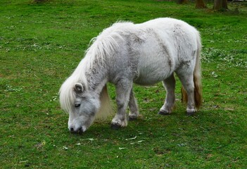 Fototapeta premium Beautiful white pony grazing on green lawn at farm