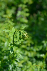Winter jasmine leaves