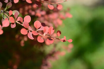 Purple Japanese barberry branch