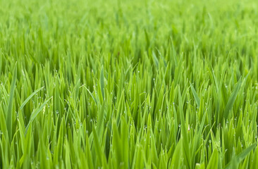 Green rice seedlings growing in a tray because