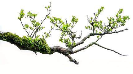 Tree Branch with Green Leaves