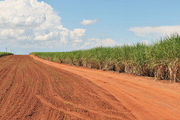 Obraz premium Estrada de terra em canavial