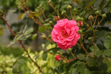 Beautiful pink rose growing on bush in garden, closeup