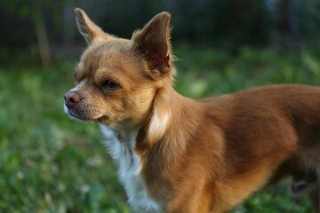 Cute dog with brown hair walking outdoors