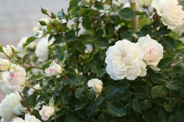 Fototapeta premium Bush of beautiful white roses growing in garden
