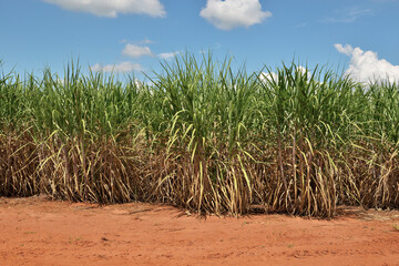 Plantação de Cana de Açúcar