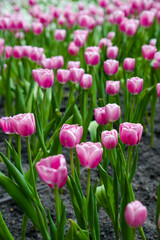 Colorful multicolored beds of tulips on a spring day in the field