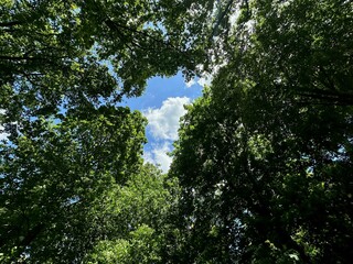 Beautiful trees with green leaves growing in park, bottom view