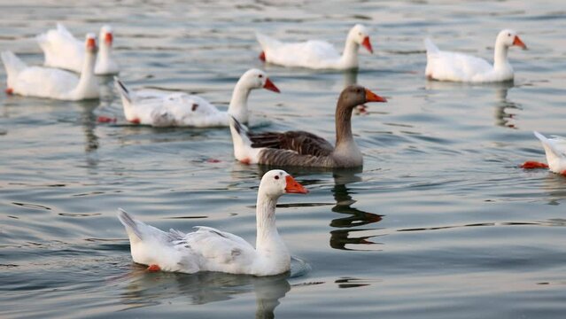 Flock of ducks swimming at the pond in Abu Dhabi, UAE