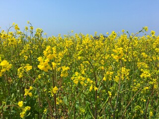 유채꽃