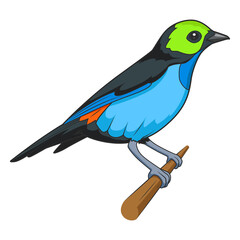 Paradise tanager bird learn birds educational game PNG illustration