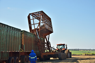 Equipamentos de transporte de cana de a&ccedil;&uacute;car trabalhando no campo