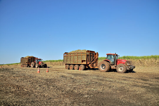 Transporte de cana de a&ccedil;&uacute;car no campo